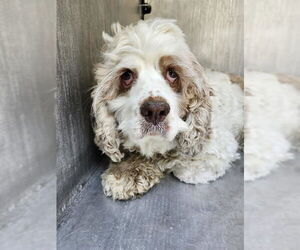 Cocker Spaniel Dogs for adoption in San Antonio, TX, USA