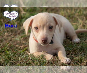 Chiweenie Dogs for adoption in Lee's Summit, MO, USA