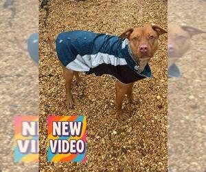 Labrador Retriever-Unknown Mix Dogs for adoption in Forestville, MD, USA