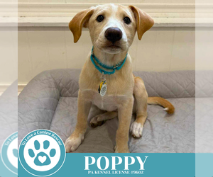 Mutt Dogs for adoption in Kimberton, PA, USA