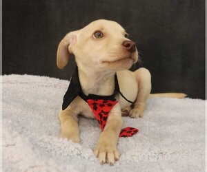 Chihuahua-Unknown Mix Dogs for adoption in League City, TX, USA