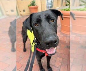 Labrador Retriever-Unknown Mix Dogs for adoption in Riverside, CA, USA