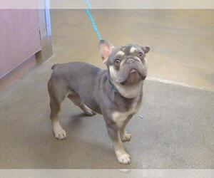 French Bulldog Dogs for adoption in Sacramento, CA, USA