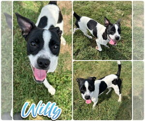 Boston Terrier-Unknown Mix Dogs for adoption in Pierceton , IN, USA