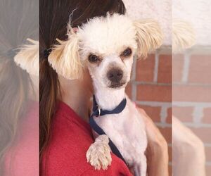 Poodle (Toy) Dogs for adoption in Carrollton, TX, USA