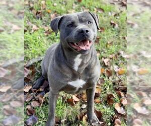 American Pit Bull Terrier Dogs for adoption in Hillsboro, NH, USA