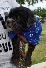 Shih Tzu Dogs for adoption in Essex, VT, USA