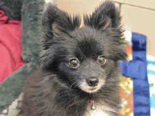 Pomeranian Dogs for adoption in Fort Wayne, IN, USA