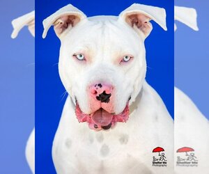 American Pit Bull Terrier Dogs for adoption in Yoder, CO, USA