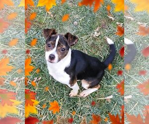 Rat Terrier-Unknown Mix Dogs for adoption in FAIRLAWN, OH, USA
