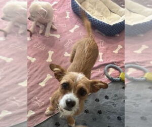 Border Terrier-Unknown Mix Dogs for adoption in Williamsburg, NM, USA