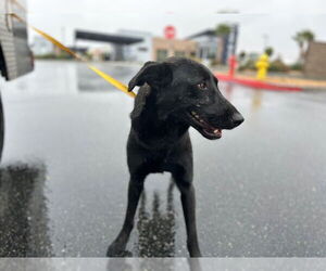 German Shepherd Dog-Unknown Mix Dogs for adoption in HESPERIA, CA, USA
