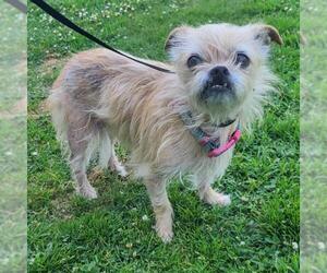 Brussels Griffon-Unknown Mix Dogs for adoption in Long Beach, CA, USA