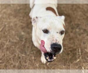 American Pit Bull Terrier Dogs for adoption in Tulsa, OK, USA