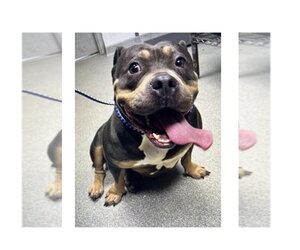 Staffordshire Bull Terrier-Unknown Mix Dogs for adoption in Mooresville, NC, USA