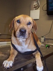 Bulldog-Unknown Mix Dogs for adoption in Starke, FL, USA