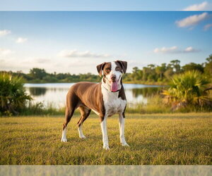 American Foxhound-Unknown Mix Dogs for adoption in Tavares, FL, USA