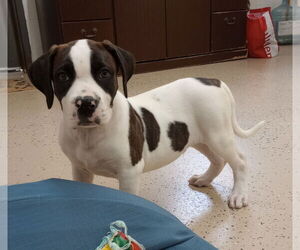 Boxer-Unknown Mix Dogs for adoption in York, SC, USA