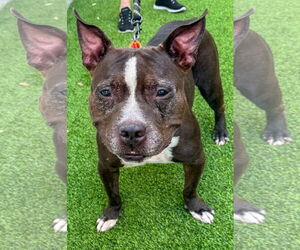 American Pit Bull Terrier-American Staffordshire Terrier Mix Dogs for adoption in Lighthouse Point, FL, USA