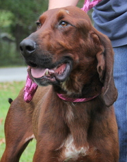 Redbone Coonhound Dogs for adoption in Lovingston, VA, USA