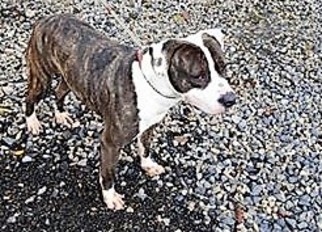Bullypit Dogs for adoption in Rockaway, NJ, USA