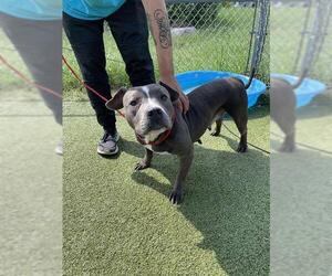 American Pit Bull Terrier-Unknown Mix Dogs for adoption in Pasadena, TX, USA