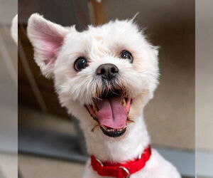 Mal-Shi Dogs for adoption in Mundelein, IL, USA
