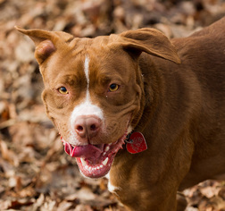 American Staffordshire Terrier-Boxer Mix Dogs for adoption in Blairsville, GA, USA