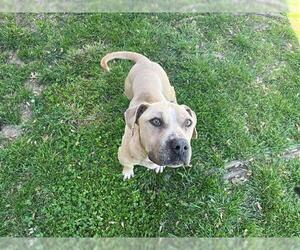 American Bulldog Dogs for adoption in Tulsa, OK, USA