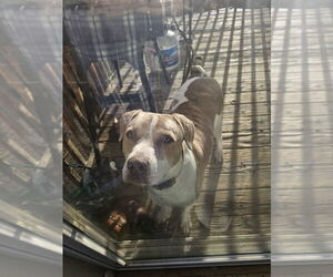 Border Collie-Unknown Mix Dogs for adoption in Sheridan, CO, USA
