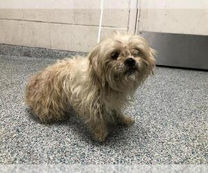 Shih Tzu Dogs for adoption in Long Beach, CA, USA