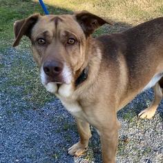 Mutt Dogs for adoption in Bauxite, AR, USA