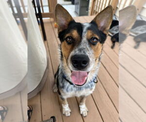 Mutt Dogs for adoption in Garden City, NY, USA