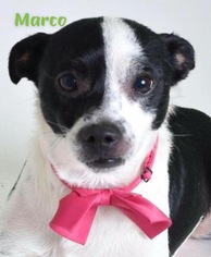 Rat Terrier Dogs for adoption in Metairie, LA, USA