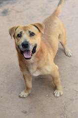 Labrador Retriever-Pembroke Welsh Corgi Mix Dogs for adoption in Cochran, GA, USA