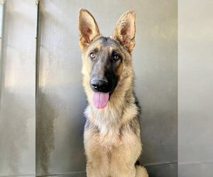 German Shepherd Dog Dogs for adoption in San Bernardino, CA, USA