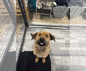 Black Mouth Cur-Unknown Mix Dogs for adoption in Calgary, Alberta, Canada