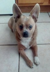 Chihuahua-Unknown Mix Dogs for adoption in Tampa, FL, USA