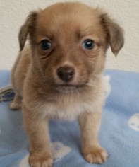 Medium Photo #1 Cojack Puppy For Sale in Stockton, CA, USA