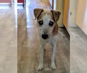 Jack Russell Terrier Dogs for adoption in St. Louis Park, MN, USA