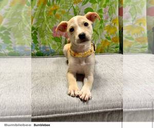 Chihuahua-Unknown Mix Dogs for adoption in Oakhurst, NJ, USA