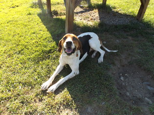 Treeing Walker Coonhound Dogs for adoption in Orleans, VT, USA