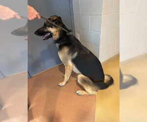 German Shepherd Dog Dogs for adoption in Ogden, UT, USA