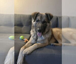 Mutt Dogs for adoption in Minneapolis, MN, USA