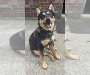 Australian Kelpie-Unknown Mix Dogs for adoption in Germantown, OH, USA