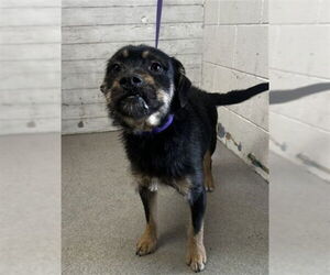 Mutt Dogs for adoption in San Bernardino, CA, USA