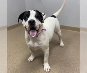 Bully Basset Dogs for adoption in Aurora, CO, USA