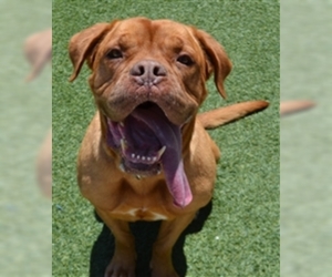 Dogue de Bordeaux Dogs for adoption in Salinas, CA, USA