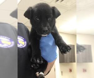 Labrador Retriever Dogs for adoption in Conroe, TX, USA