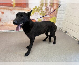 Labrador Retriever-Unknown Mix Dogs for adoption in San Bernardino, CA, USA
